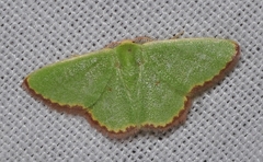 Eucrostes indigenata