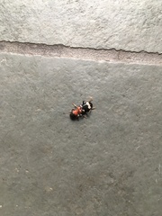 Thanasimus formicarius