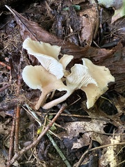 Singerocybe phaeophthalma