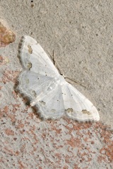 Scopula ornata