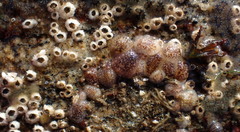 Onchidoris bilamellata