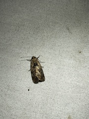 Elaphria chalcedonia