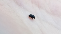 Curculionoidea