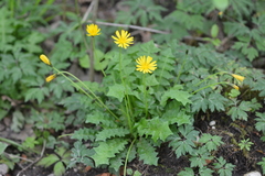 Aposeris foetida