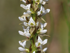 Prasophyllum spicatum