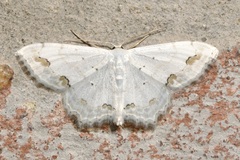 Scopula ornata