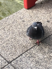 Columba livia domestica