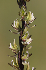 Prasophyllum elatum