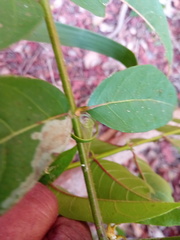 Uncaria africana image