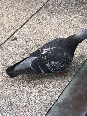 Columba livia domestica