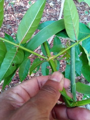 Uncaria africana image