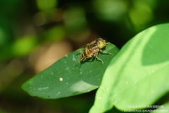 Eristalinus quinquestriatus