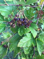Physocarpus opulifolius