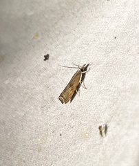 Parapediasia teterrellus