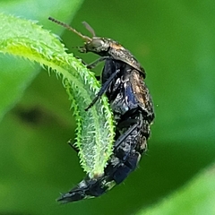 Ontholestes murinus