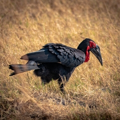 Bucorvus leadbeateri