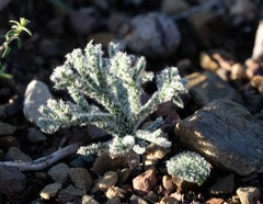 Eriospermum dregei