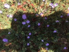 Convolvulus sabatius