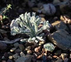 Eriospermum dregei