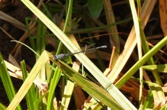 Pseudagrion salisburyense