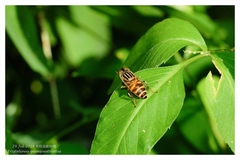 Eristalinus quinquestriatus