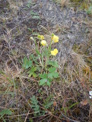 Ranunculus propinquus subborealis