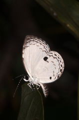 Neopithecops zalmora