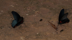 Papilio memnon agenor
