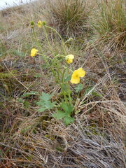 Ranunculus propinquus subborealis