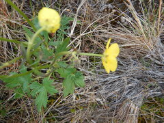 Ranunculus propinquus subborealis
