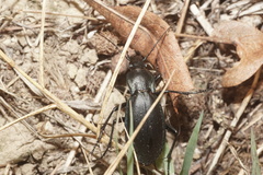 Carabus purpurascens