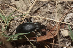Carabus purpurascens