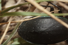 Carabus purpurascens