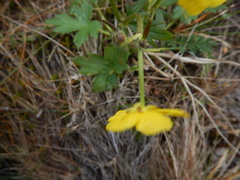 Ranunculus propinquus subborealis