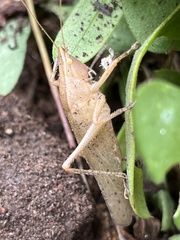 Pyrgocorypha uncinata