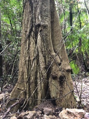 Heritiera trifoliolata