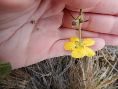 Ranunculus propinquus subborealis