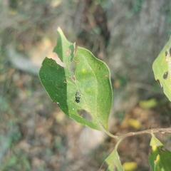 Prosopochrysa vitripennis