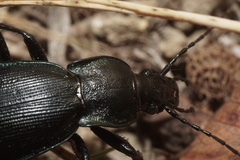 Carabus purpurascens