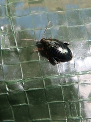 Psylliodes chrysocephala