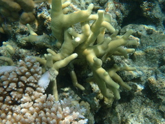 Porites cylindrica