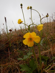 Ranunculus propinquus subborealis