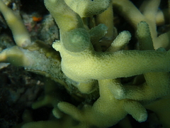 Porites cylindrica