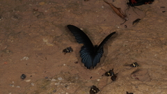 Papilio memnon agenor