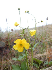 Ranunculus propinquus subborealis