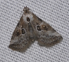 Zebeeba falsalis