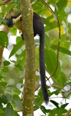 Ratufa bicolor