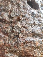 Diplopoda