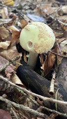 Amanita phalloides