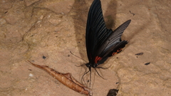 Papilio memnon agenor